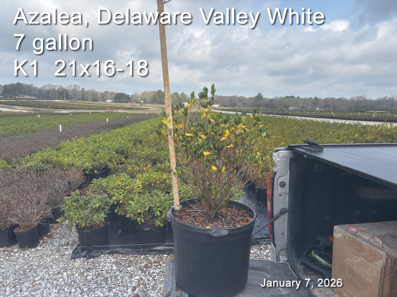 gallery/dvw7 k1 jan7.jpg